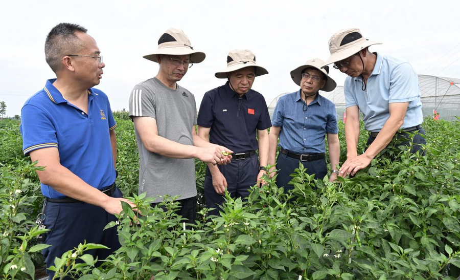 中國工程院院士鄒學(xué)校一行考察海利興蔬種業(yè)基地